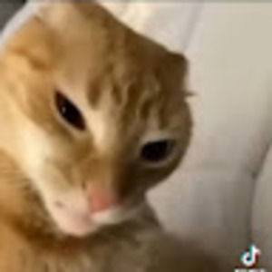 Meet your Posher, Susannah